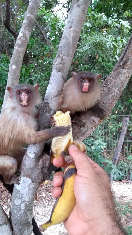 Chacara Pousada Sagui Cuiabá Zewnętrze zdjęcie